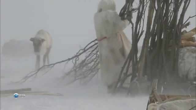 Тундра. Жизнь в Тундре. Удивительное путешествие в тундру. Чукотка. Tundra. смотреть онлайн