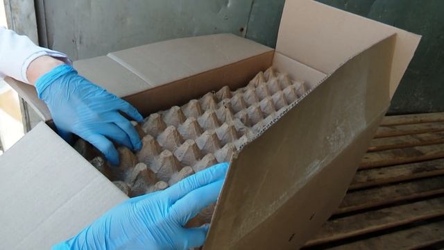 День ветеринарного работника 27.08.2021 смотреть онлайн