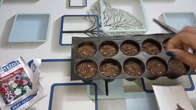 How To Grow Petunia Plant From Seeds.