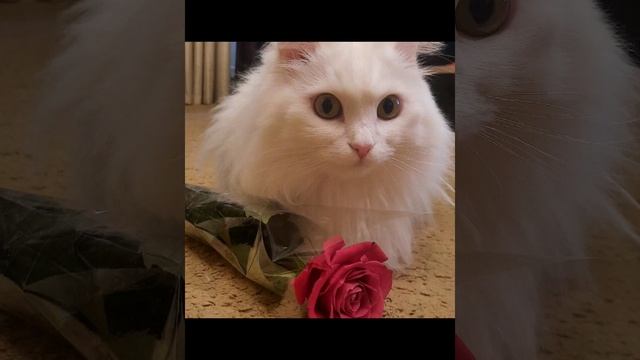 Букет котов)))) смотреть онлайн