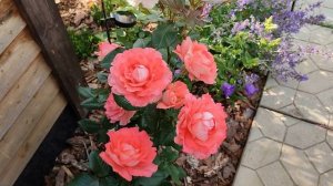 Роза Вайкики в Подмосковье