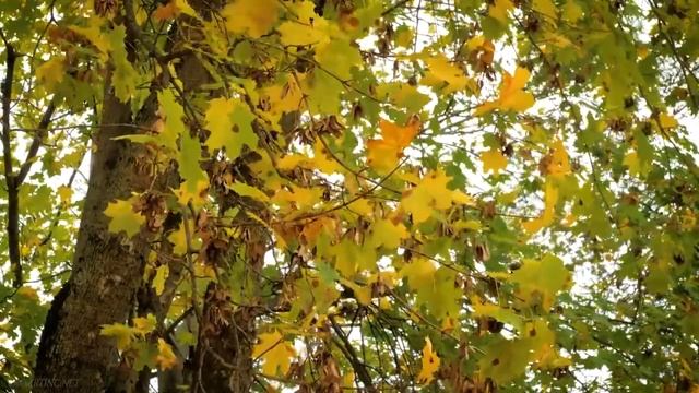 Пара слов о разборчивости. смотреть онлайн