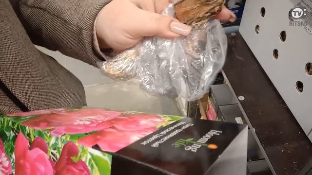 Где НЕ ПОКУПАТЬ Саженцы ? Леруа Мерлен Против Лента ? Советы От Хитсад ТВ как купить саженцы смотреть онлайн