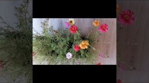 Шахру Рамадан  Бакара сура 185