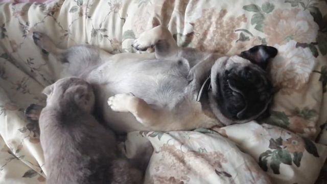 Мопс смотреть онлайн