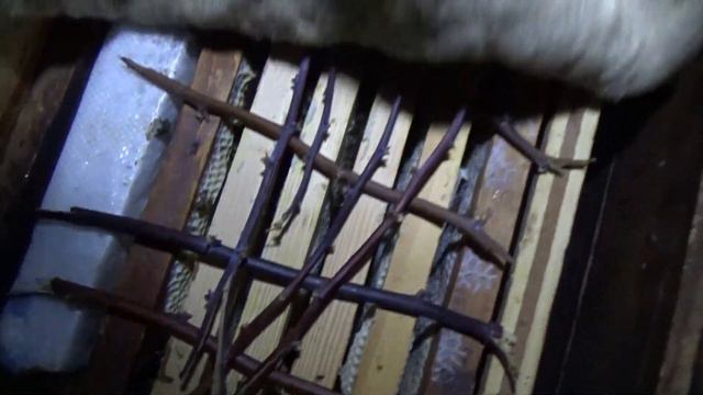 Зимний осмотр пчел. Эксперимент, расплод на батарее.. Контроль зимовки пчелиных семей. смотреть онлайн