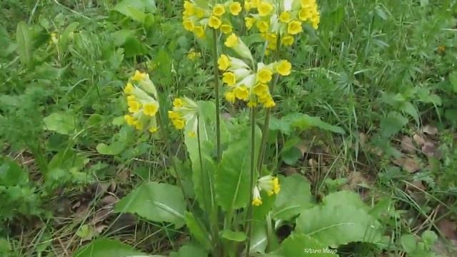 Примула лесная. Польза и применение. Primula forest смотреть онлайн