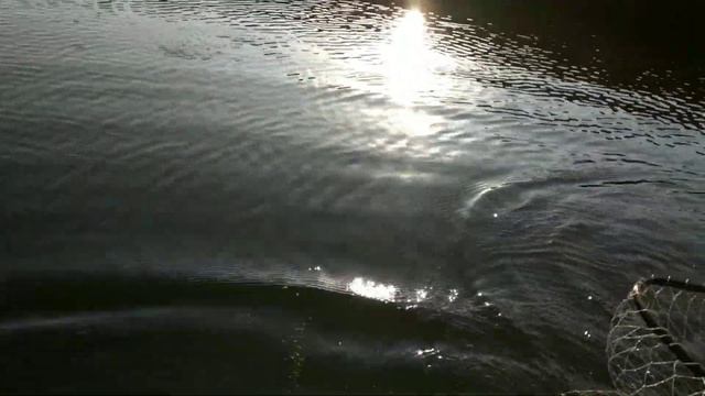 БЕШЕНЫЙ КЛЕВ Крупного Карася   ОСЕННИЙ ЖОР   Рыбалка на Удочку.