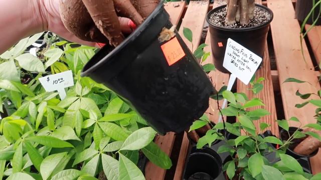 Plant Shopping at Southwest Gardens | JUNE 2020 смотреть онлайн