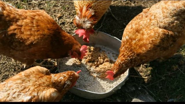 Что будет если кормить кур несушек сырым картофелем? смотреть онлайн