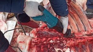 раздела туши быка сабельной пилой