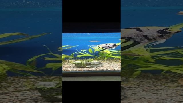 аквариум 120литров смотреть онлайн