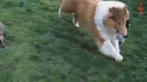 Шотландская Овчарка Колли - Одна из самых  добрых и умных пород собак в мире.