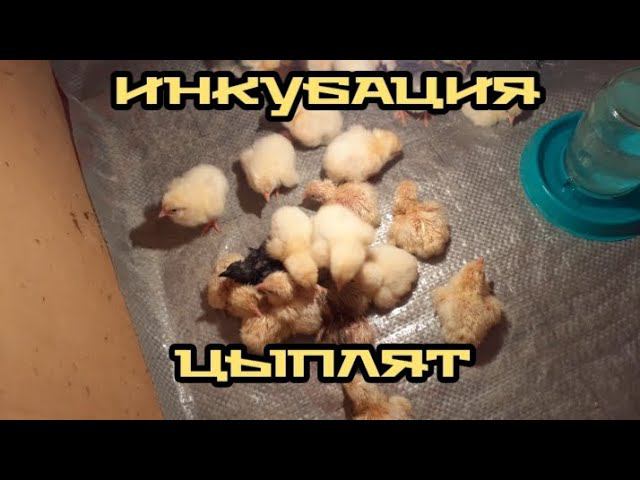 день рождения цыплят...... смотреть онлайн