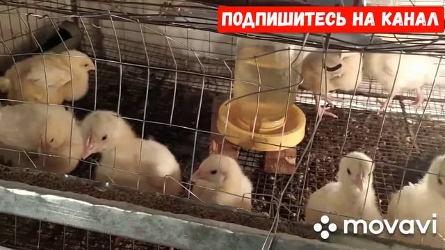 Выращивание Бройлеров! Бройлерам 12 Дней и 5 дней без света смотреть онлайн