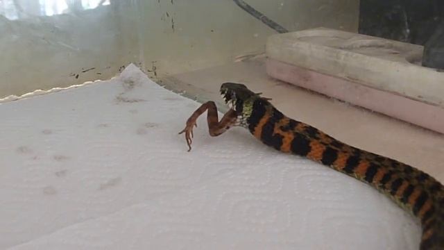 Tiger keelback snake eats frog Тигровый уж ест лягушку смотреть онлайн