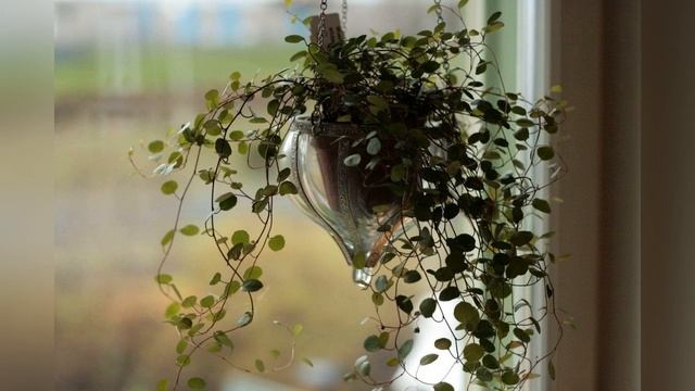 Мюленбекия смотреть онлайн