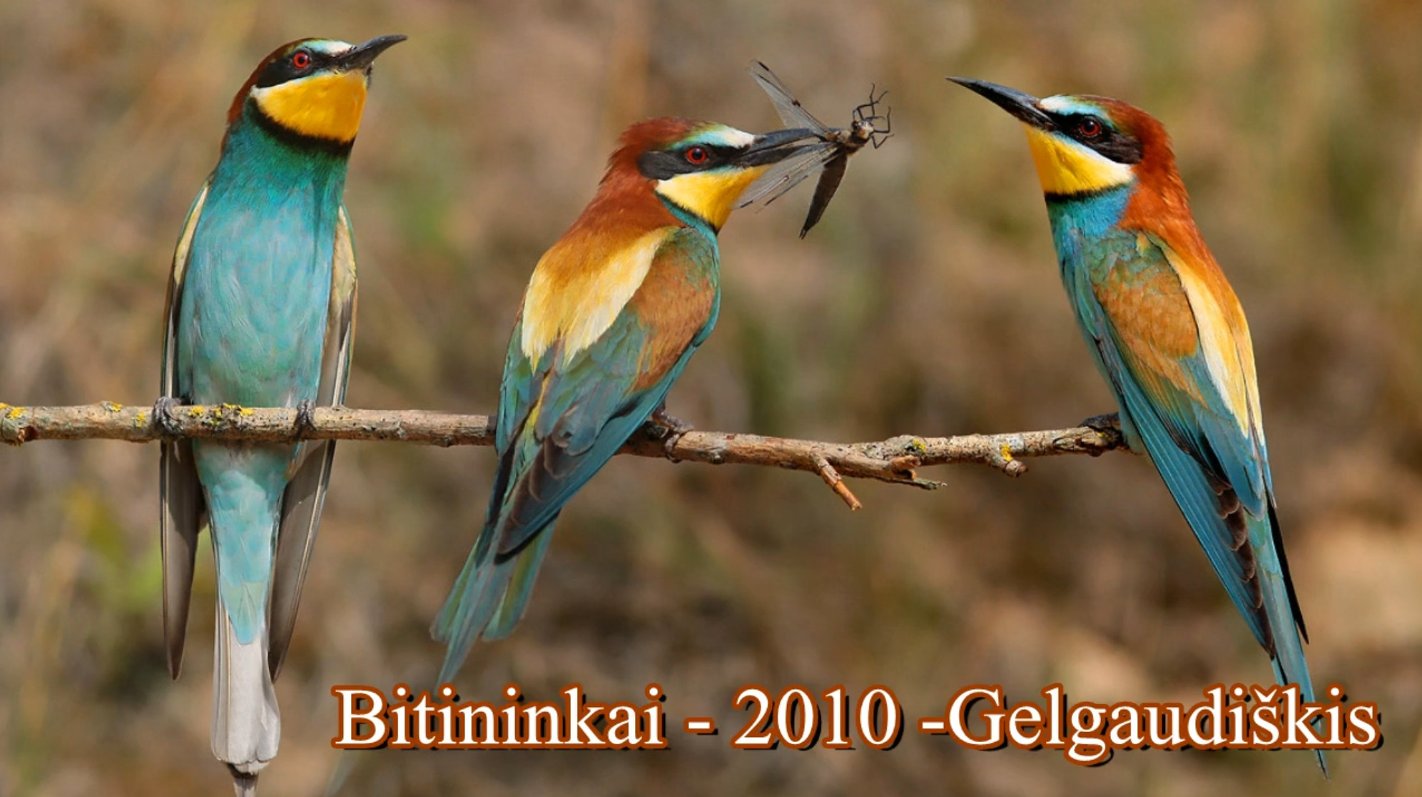 Merops apiaster 2010 смотреть онлайн