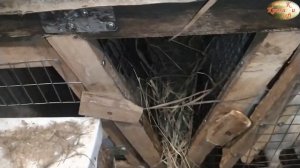 Содержание кроликов зимой. На улице. В клетках.