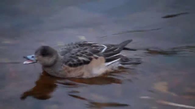 Свиязь, Петропавловская крепость смотреть онлайн