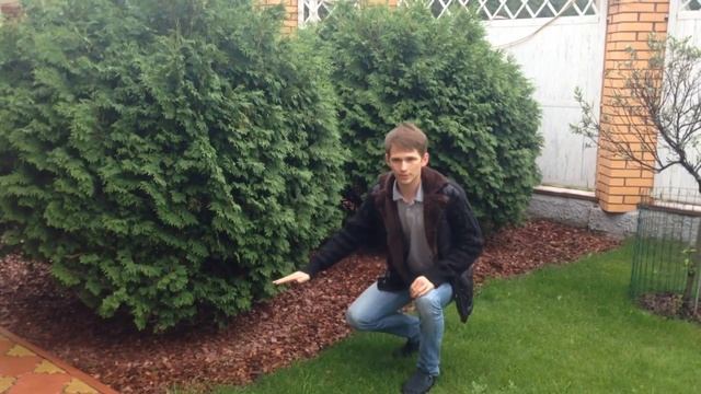 Щепа декоративная для туй – Мульчирование тёмных участков смотреть онлайн