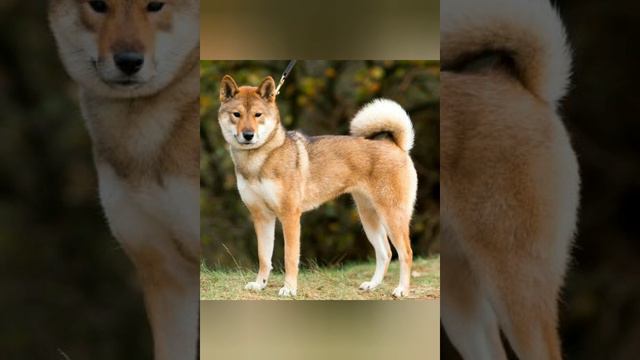 Shikoku inu смотреть онлайн
