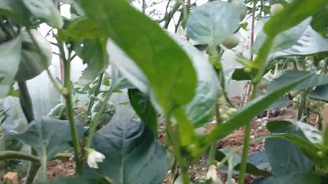 Перец этого сорта буду сажать и на следующий год!