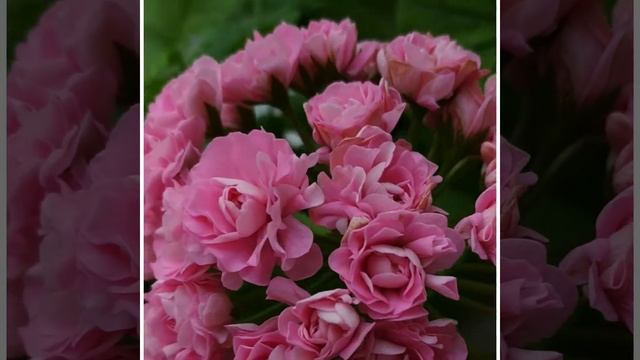 Розебудная пеларгония Australien Pink #пеларгония #розебуднаяпеларгония смотреть онлайн