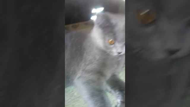 Мой котик залез в сапоги смотреть онлайн