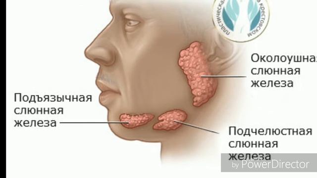 Подчелюстная слюнная железа. Терапевтическая стоматология. Вопросы на экзаменах. смотреть онлайн