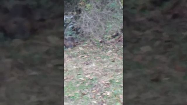 нутрии в природе. выводок смотреть онлайн