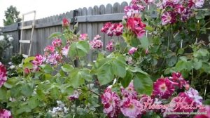 Роза Перпл Сплэш / Purple Splash - первая волна цветения