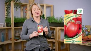 С этим томатом урожай гарантирован!