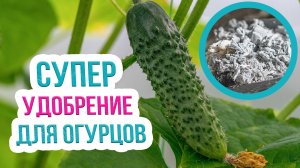 Применение древесной золы  на огороде для огурцов. Зола как удобрения огурцов