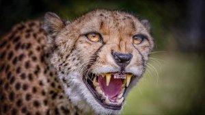 рык гепарда #гепард