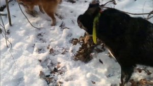 Охота на куницу с карелофинской лайкой/ в поисках Юты/