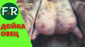 Дойка овец Ост-фризской породы. Восточно-фризская порода молочных овец