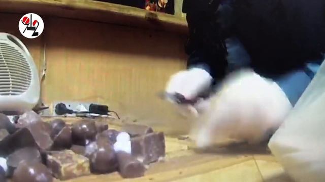 Оперативница в зоне шинкует конфеты для зэка. Real video смотреть онлайн