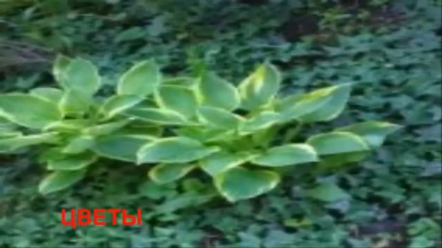 многолетние цветы не требущие ухода смотреть онлайн