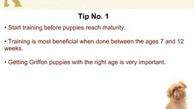 Belgian Griffon Training: Training 2 Puppies At A Time