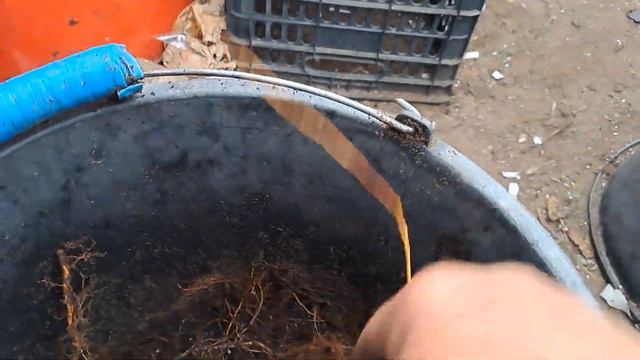 Выкапываем корень малины и закладываем в ящики на проращивание. смотреть онлайн