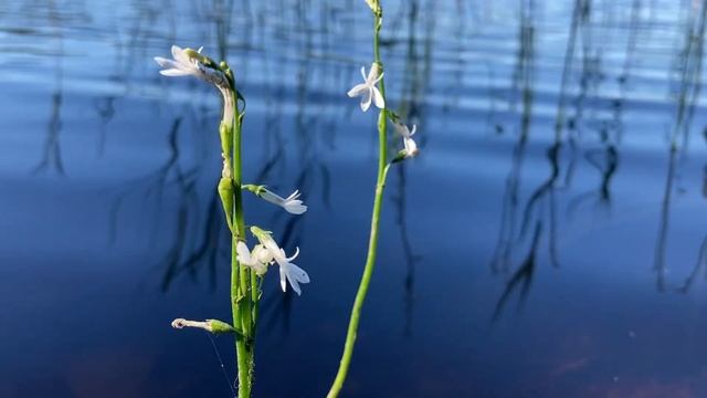 Vesilobeelia Lobelia dortmanna Kurtna järvistu 07 2022 Virumaa Estonia смотреть онлайн