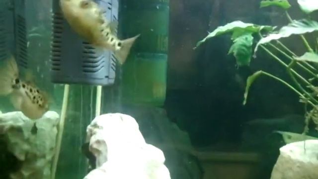 Тетрадон зеленый.Tetraodon Nigroviridis