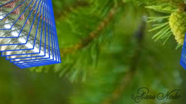 Лечебные свойства сосновых шишек смотреть онлайн