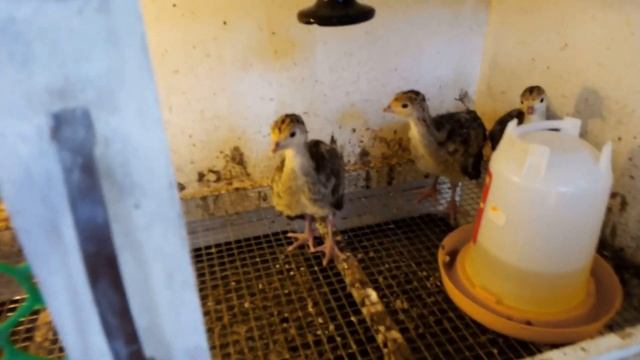 #Этонезаразно#утята#гусята#перепела#капустница смотреть онлайн