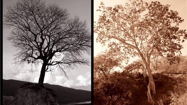 VIVALDI, MANDOLINA CONCIERTO, ARBOL MISTERIOSO VS. ARBOL LUMINOSO смотреть онлайн