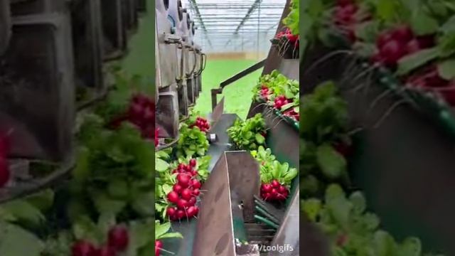 Робот для уборки редиски смотреть онлайн