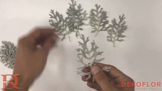 Стабилизированные листья Синерарии смотреть онлайн