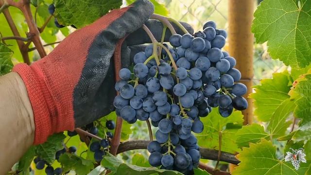 Виноград Кишмиш Красень. Урожай и особенности сорта смотреть онлайн