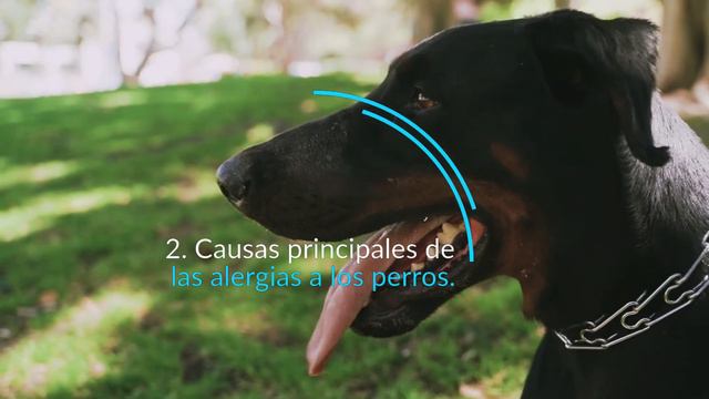 🐶 Cómo SABER Si UN PERRO Tiene ALERGIAS ☝️ (Tipos, Razas y Causas) смотреть онлайн